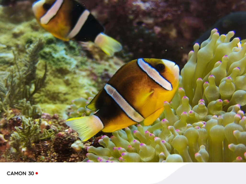 Смартфон TECNO Camon 30 8/256GB Sand Brown 8