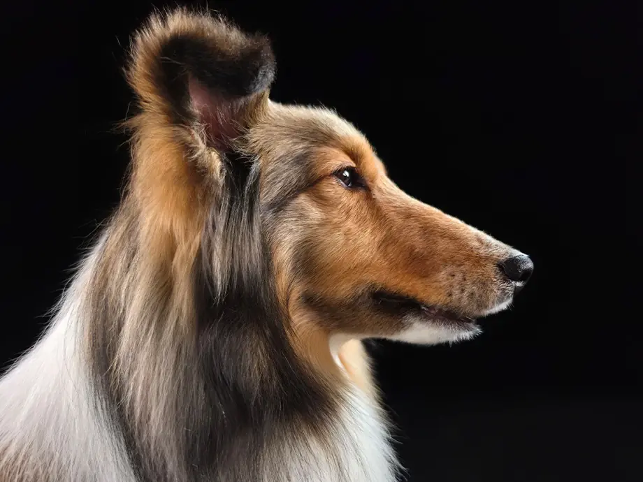 Смартфон Samsung Galaxy S26 Ultra 5G 12/256GB Cabalt Violet 27